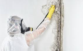 Best Black Mold Removal  in North Amityville, NY